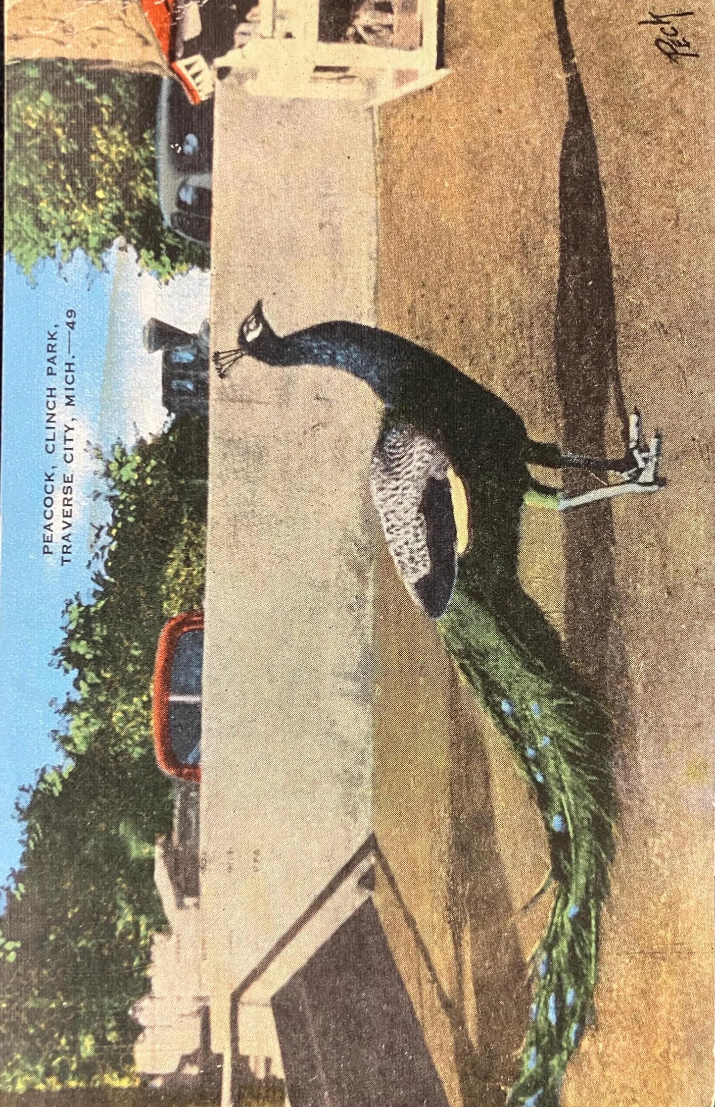 Peacock, Clinch Park, Traverse City, Michigan - Vintage Park Postcard