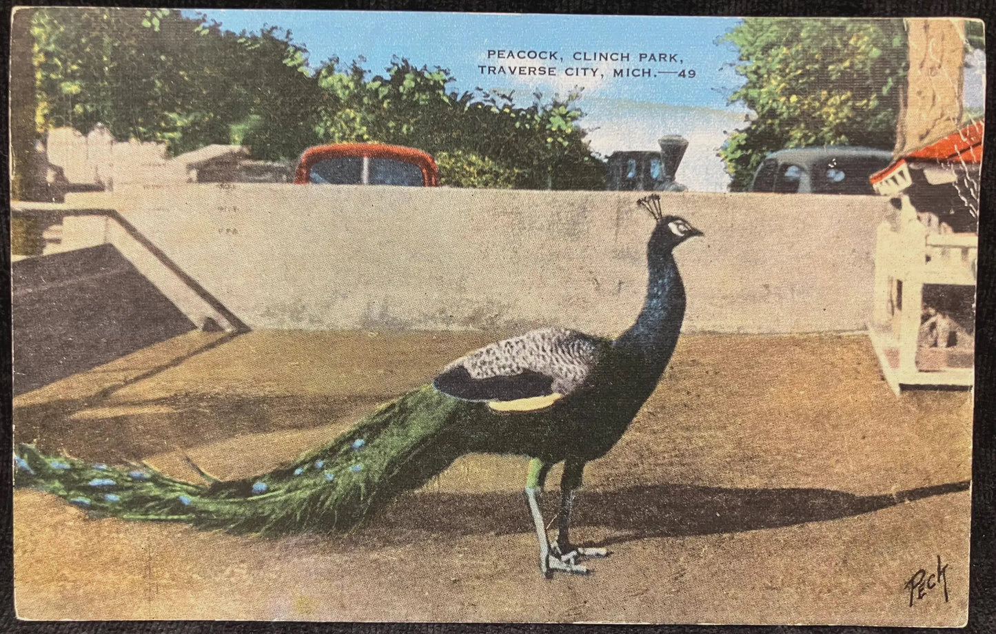 Peacock, Clinch Park, Traverse City, Michigan - Vintage Park Postcard