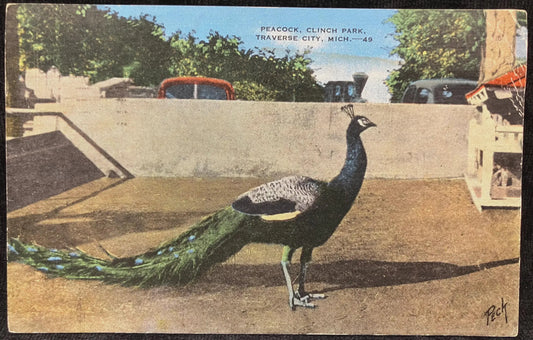 Peacock, Clinch Park, Traverse City, Michigan - Vintage Park Postcard