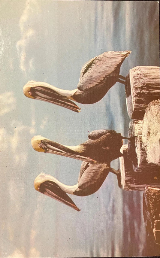 Pelicans at Everglades National Park, Florida - Vintage National Park Postcard