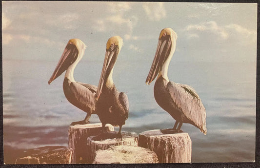 Pelicans at Everglades National Park, Florida - Vintage National Park Postcard