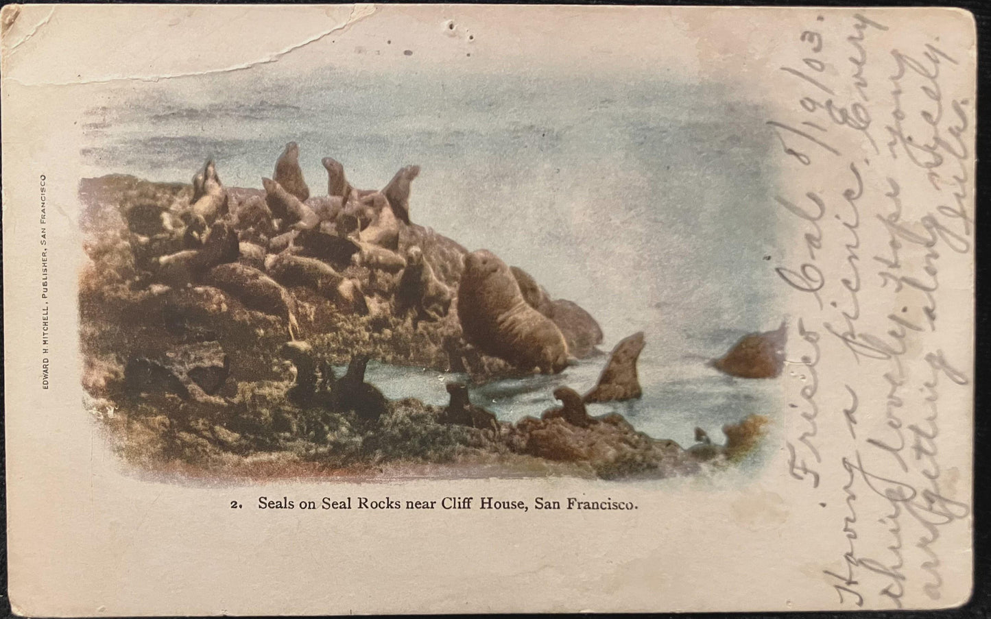 Seal on Seal Rocks near Cliff House- San Francisco, California - Photo: Edward H. Mitchell - Vintage 1903 backside address only Postcard