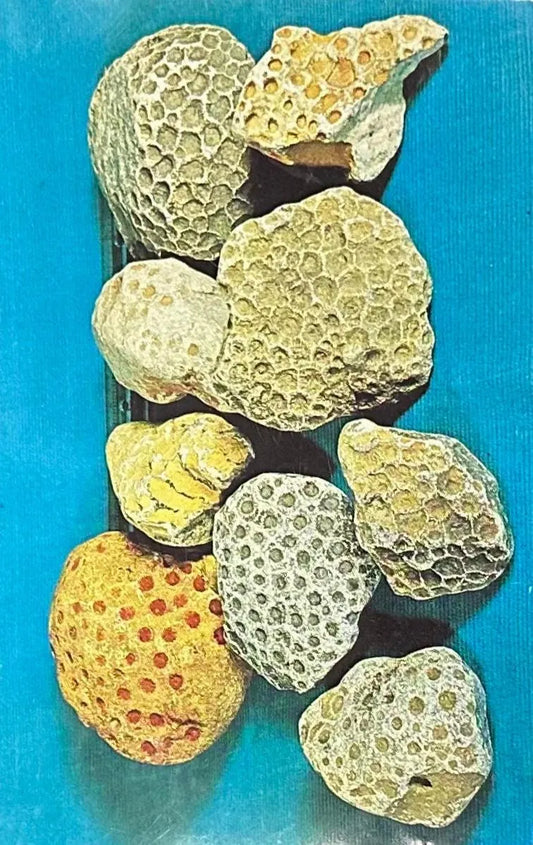 Petoskey Stones - Michigan Vintage Postcard
