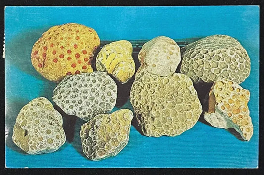 Petoskey Stones - Michigan Vintage Postcard