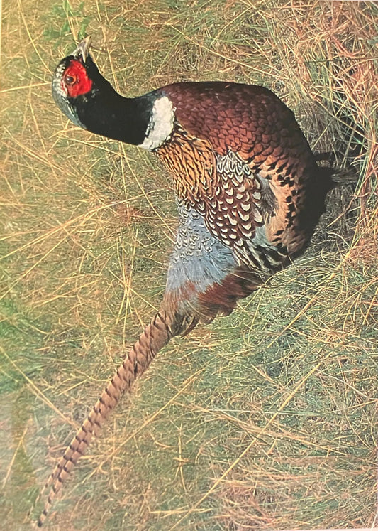 Pheasant - South Dakota - Vintage Postcard