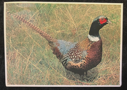 Pheasant - South Dakota - Vintage Postcard