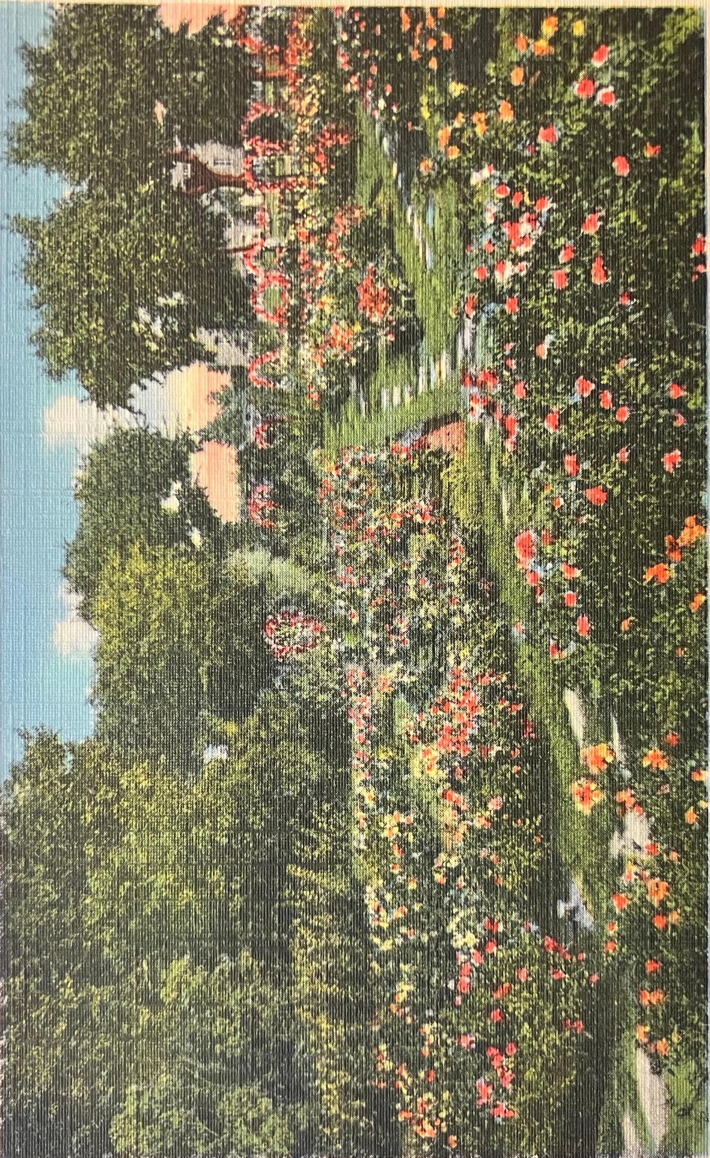 Rose Garden, Antelope Park, Lincoln, Nebraska - Vintage Postcard