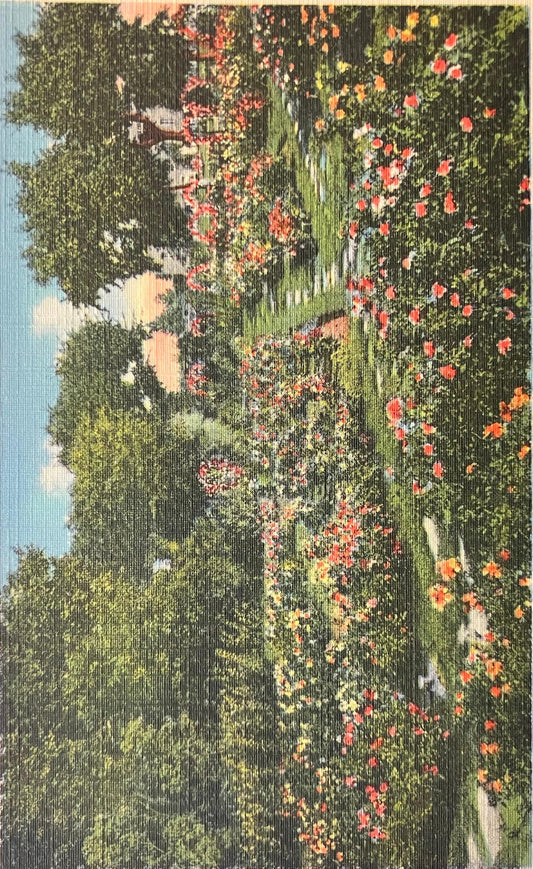 Rose Garden, Antelope Park, Lincoln, Nebraska - Vintage Postcard