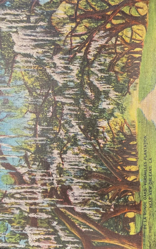 De La Ronde Oaks, Versailles Plantation, Near New Orleans, Louisiana - Vintage Louisiana Postcard