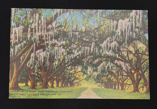 De La Ronde Oaks, Versailles Plantation, Near New Orleans, Louisiana - Vintage Louisiana Postcard