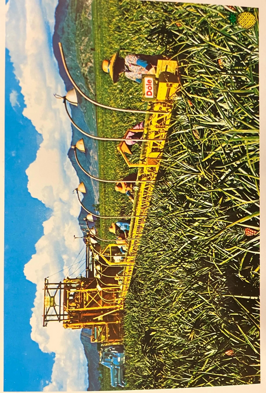 Harvesting Pineapple in Hawaii - Photo: Frank Fojka - Vintage Postcard