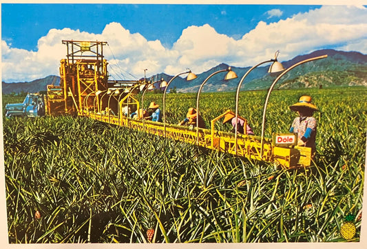 Harvesting Pineapple in Hawaii - Photo: Frank Fojka - Vintage Postcard