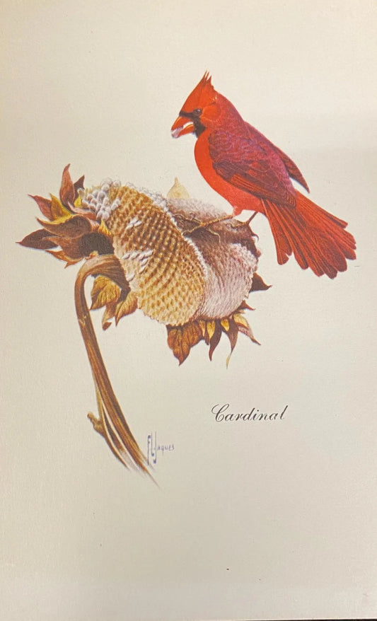 Cardinal and Sunflower - Vintage Wildlife Postcard - Betty Carnes Wild Bird Series- watercolor by Francis Lee Jaques -  art to Frame