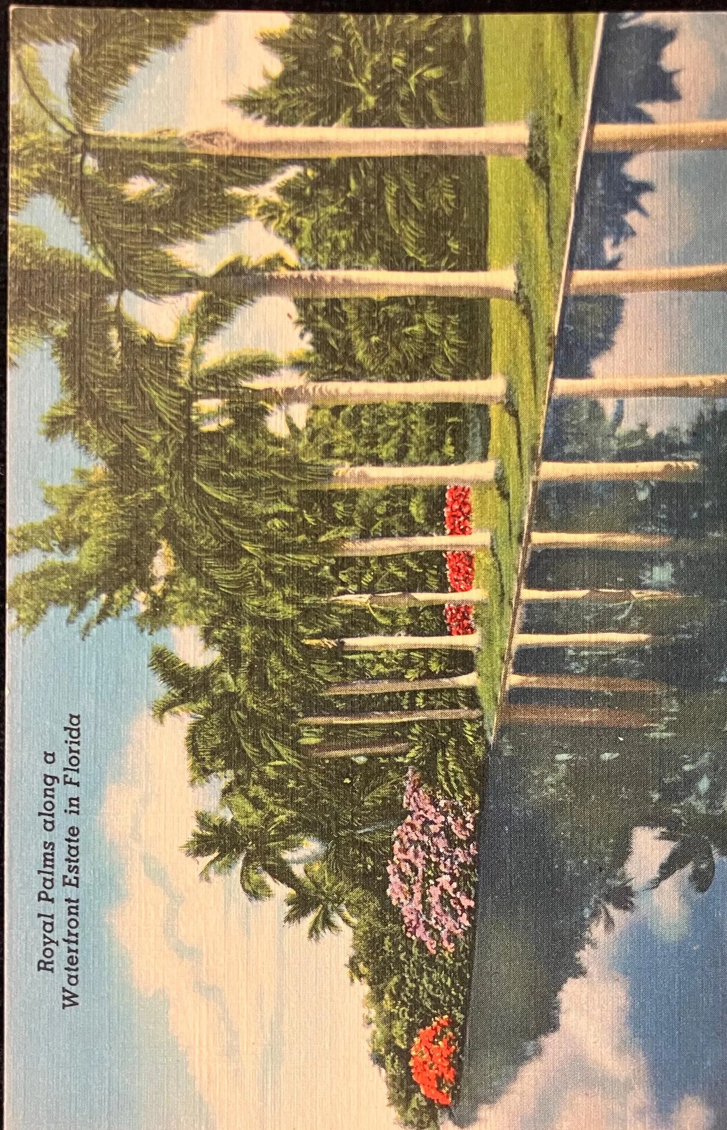 Royal Palms along a Waterfront Estate in Florida - Vintage Scenic Postcard