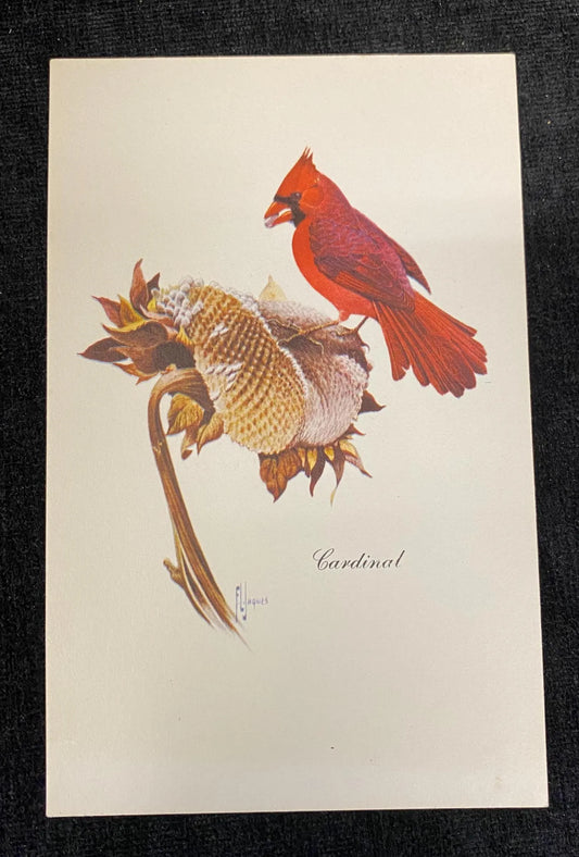 Cardinal and Sunflower - Vintage Wildlife Postcard - Betty Carnes Wild Bird Series- watercolor by Francis Lee Jaques -  art to Frame