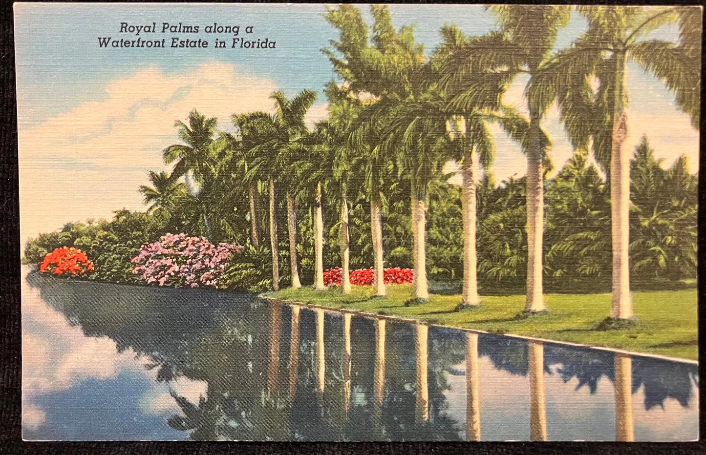 Royal Palms along a Waterfront Estate in Florida - Vintage Scenic Postcard