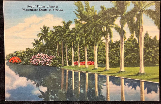 Royal Palms along a Waterfront Estate in Florida - Vintage Scenic Postcard