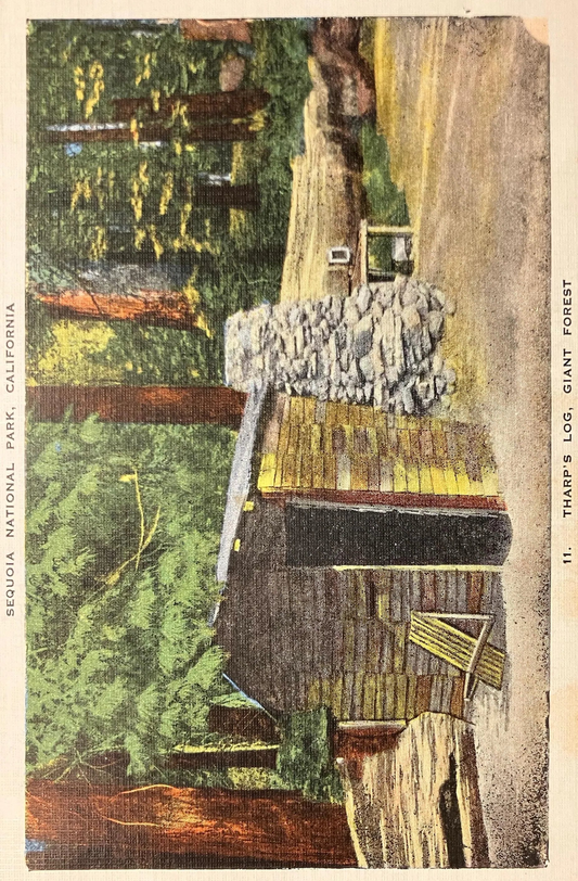 Tharp’s Log, Giant Forest - Sequoia National Park, California - Vintage 1951 Postcard - Tharp was friend of John Muir