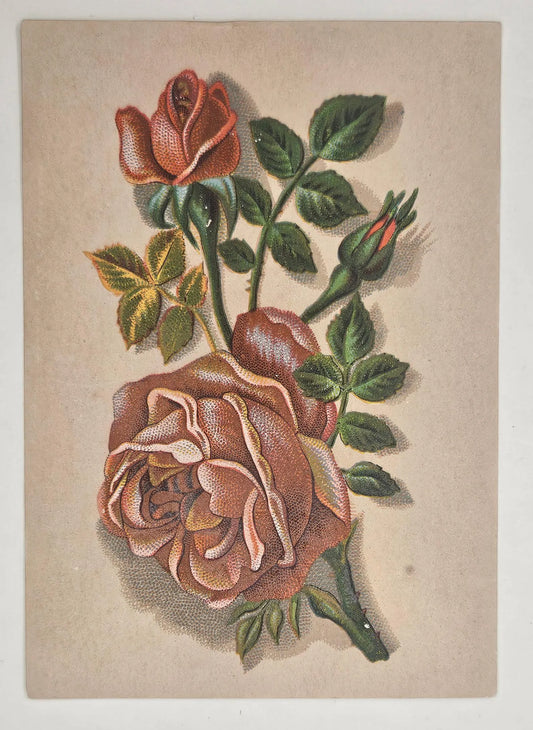 Lion Coffee Woolson Spice Co. - Toledo Ohio Trade Card - Red Rose Botanical Illustration - Collect trade cards