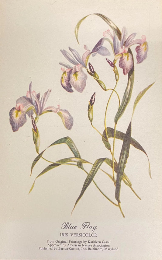 Blue Flag, Iris Versicolor - Vintage  Botanical Art Postcard - Original Painting by Kathleen Cassel