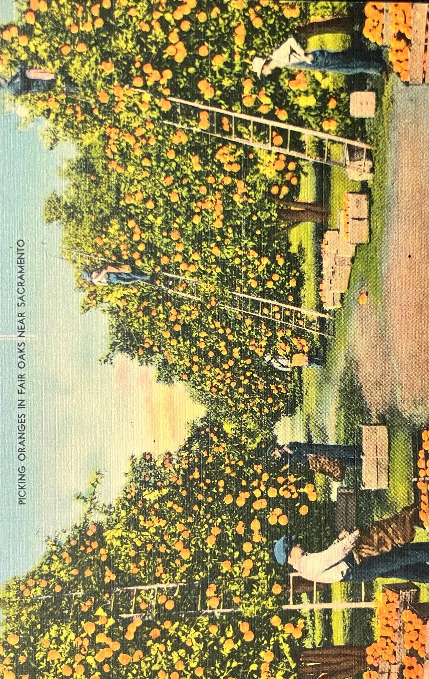 Picking Oranges in Fair Oaks Near Sacramento, California - Vintage Postcard