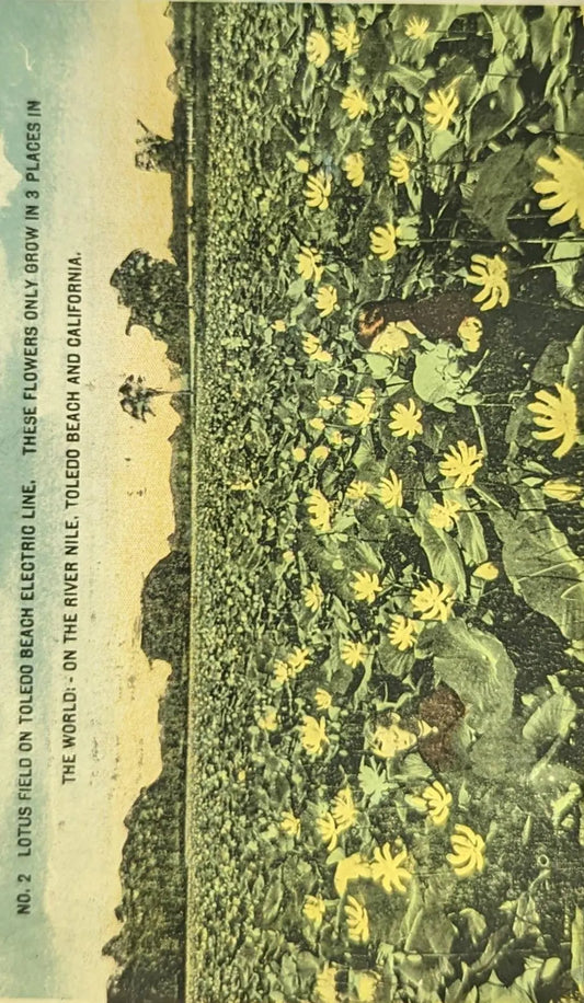 Lotus Field on Toledo Beach Electric Line, Ohio - Vintage Ohio Postcard -Filds of Lotus Flowers