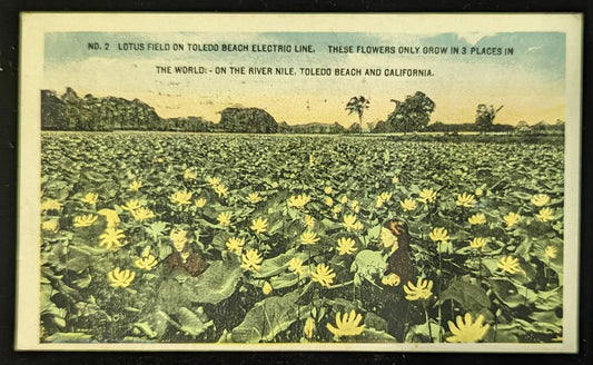 Lotus Field on Toledo Beach Electric Line, Ohio - Vintage Ohio Postcard -Filds of Lotus Flowers