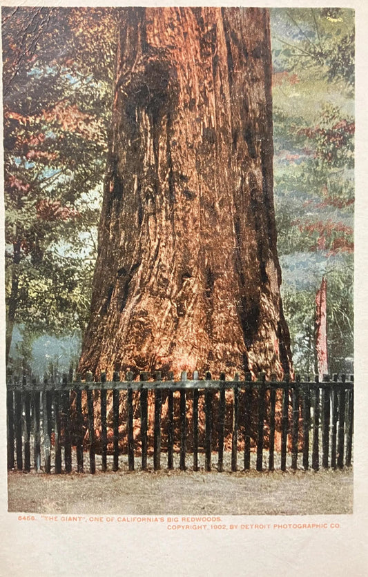 The Giant, One of California’s Big Redwoods - Copyright, 1902, by Detroit Photographic Co. - Vintage Nature Postcard