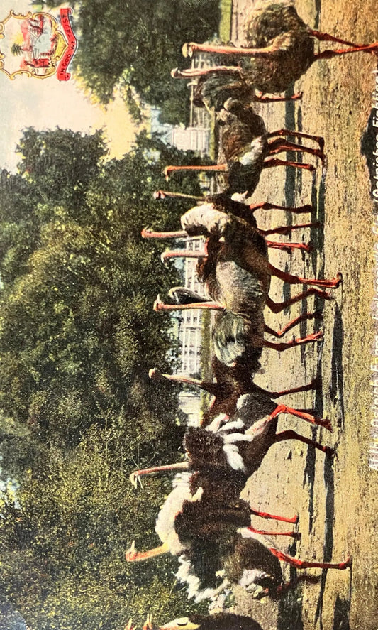 Ostrich Farm, Jacksonville, Florida (Ostrich Fighting). - In God We Trust - Vintage Farm Postcard