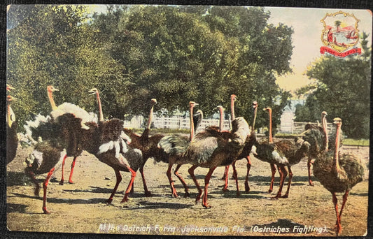 Ostrich Farm, Jacksonville, Florida (Ostrich Fighting). - In God We Trust - Vintage Farm Postcard