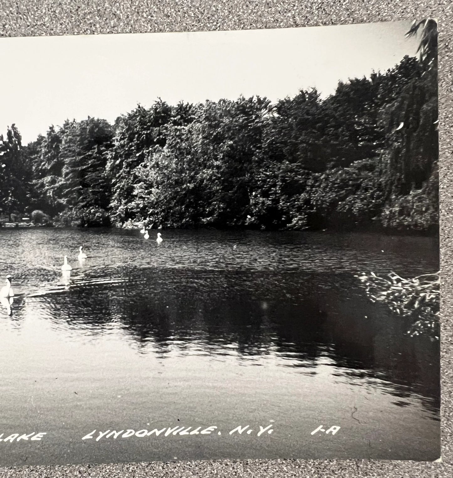 RPPC -Ducks Swimming on Robin Hill Lake, Lyndonville, New York - Vintage Postcard