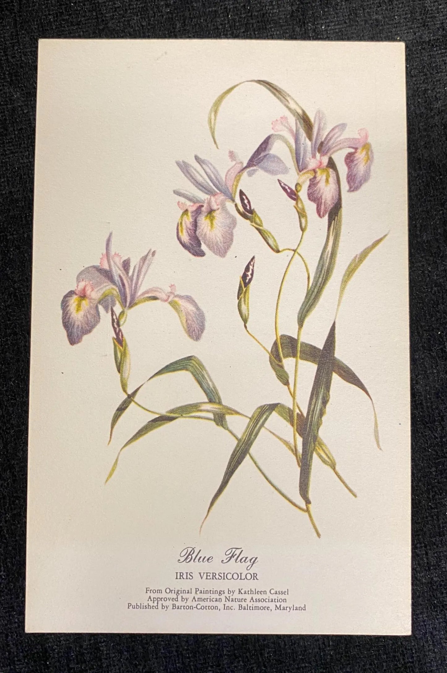 Botanical illustration of blue flag iris on a beige background