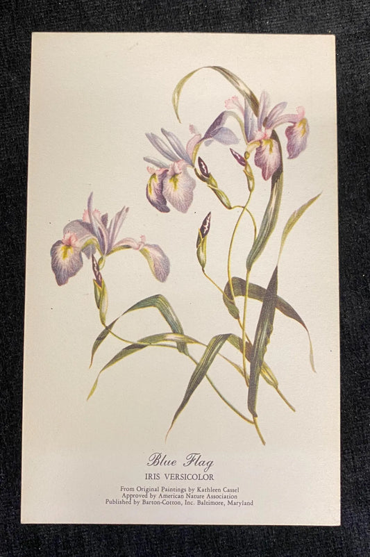 Botanical illustration of blue flag iris on a beige background
