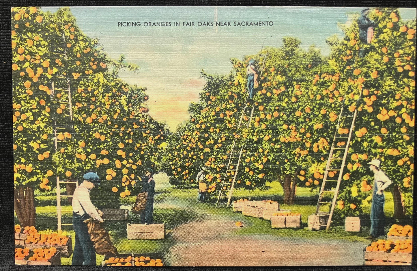 Picking Oranges in Fair Oaks Near Sacramento, California - Vintage Postcard