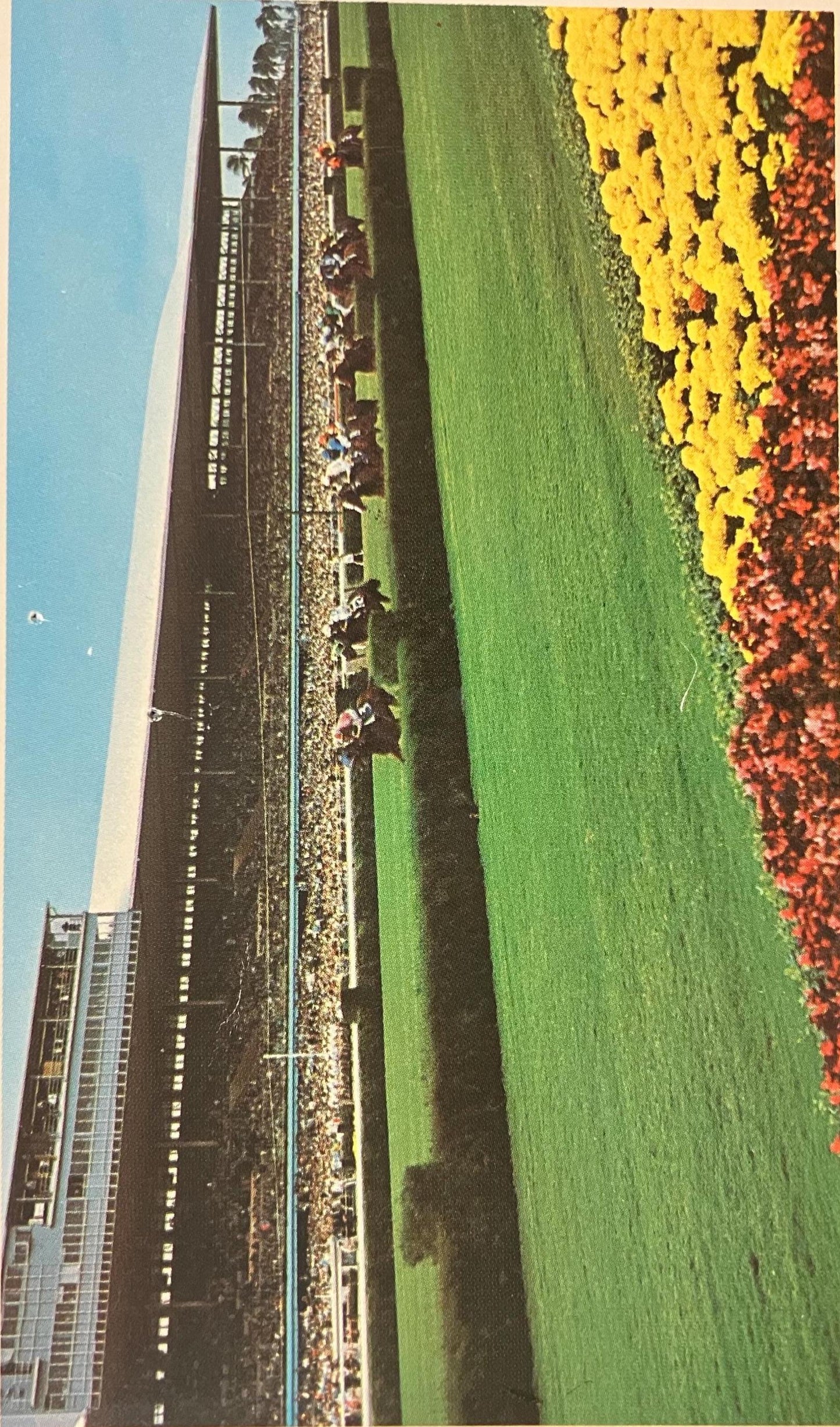Racing the Nation’s Best Turf Course, Gulfstream Park, Florida - Vintage Racehorse Postcard