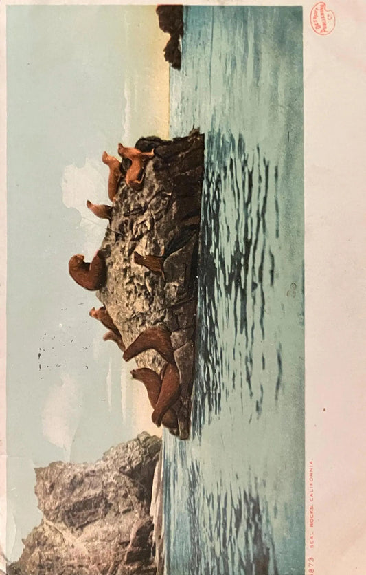 Seal Rocks, California. - Pacific Coast Beach Wildlife in 1911- Vintage  Pacific Coast Postcard