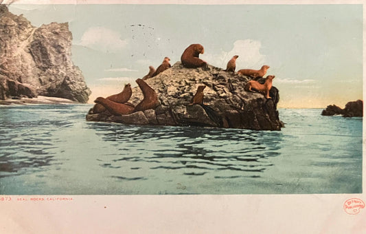 Seal Rocks, California. - Pacific Coast Beach Wildlife in 1911- Vintage  Pacific Coast Postcard