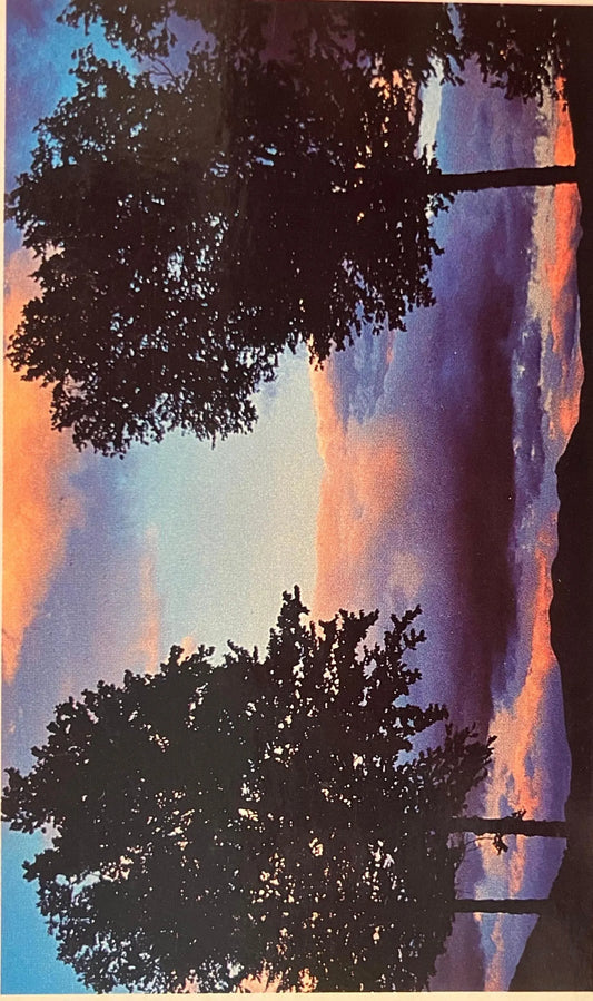 Tree silhouettes against a colorful sky with pink and purple hues