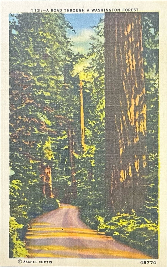 Vintage postcard depicting a winding road through a Washington forest with tall trees on both sides.