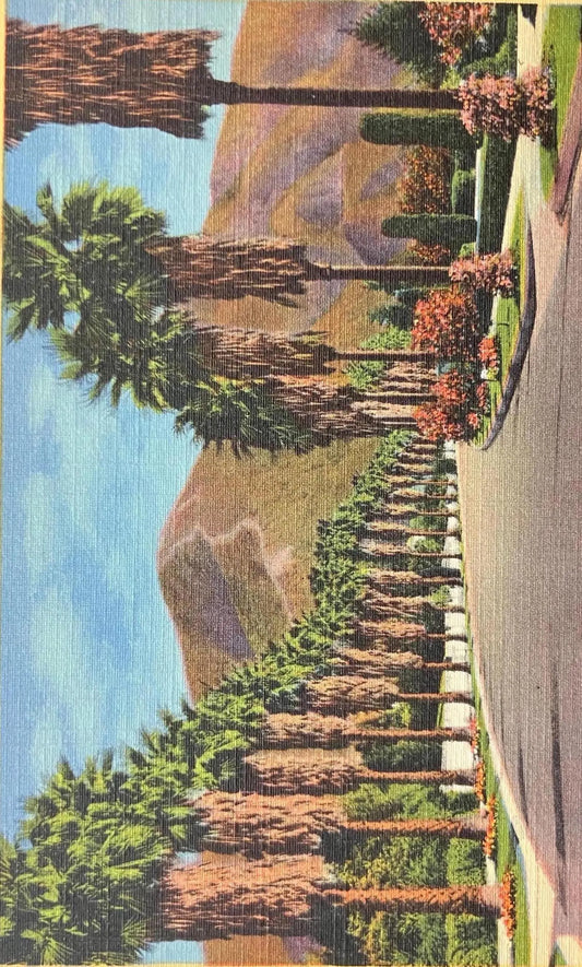 Vintage-style illustration of a road lined with palm trees and mountains.