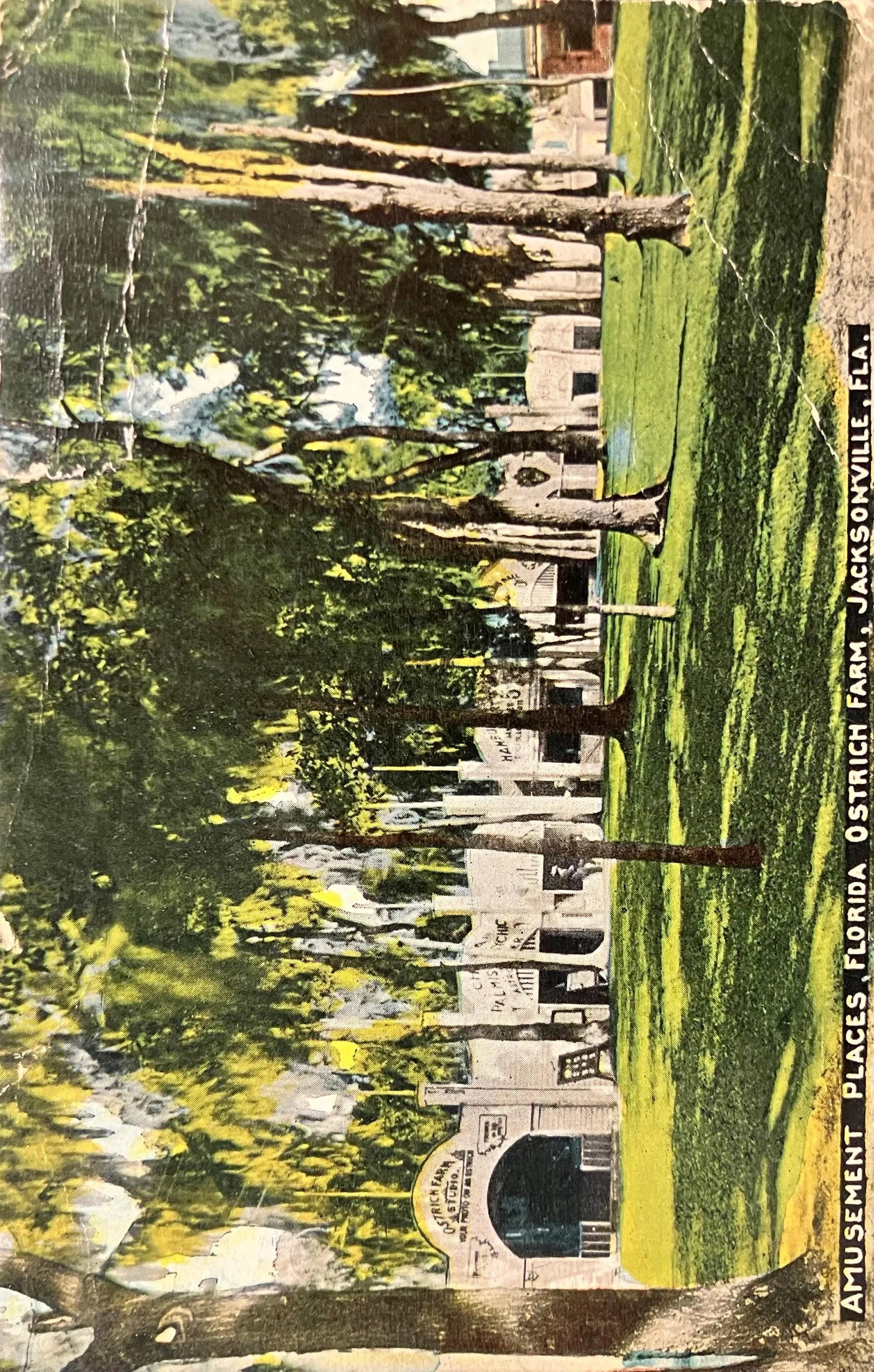 Amusement Places, Florida Ostrich Farm, Jacksonville, Florida - Vintage Farm Postcard
