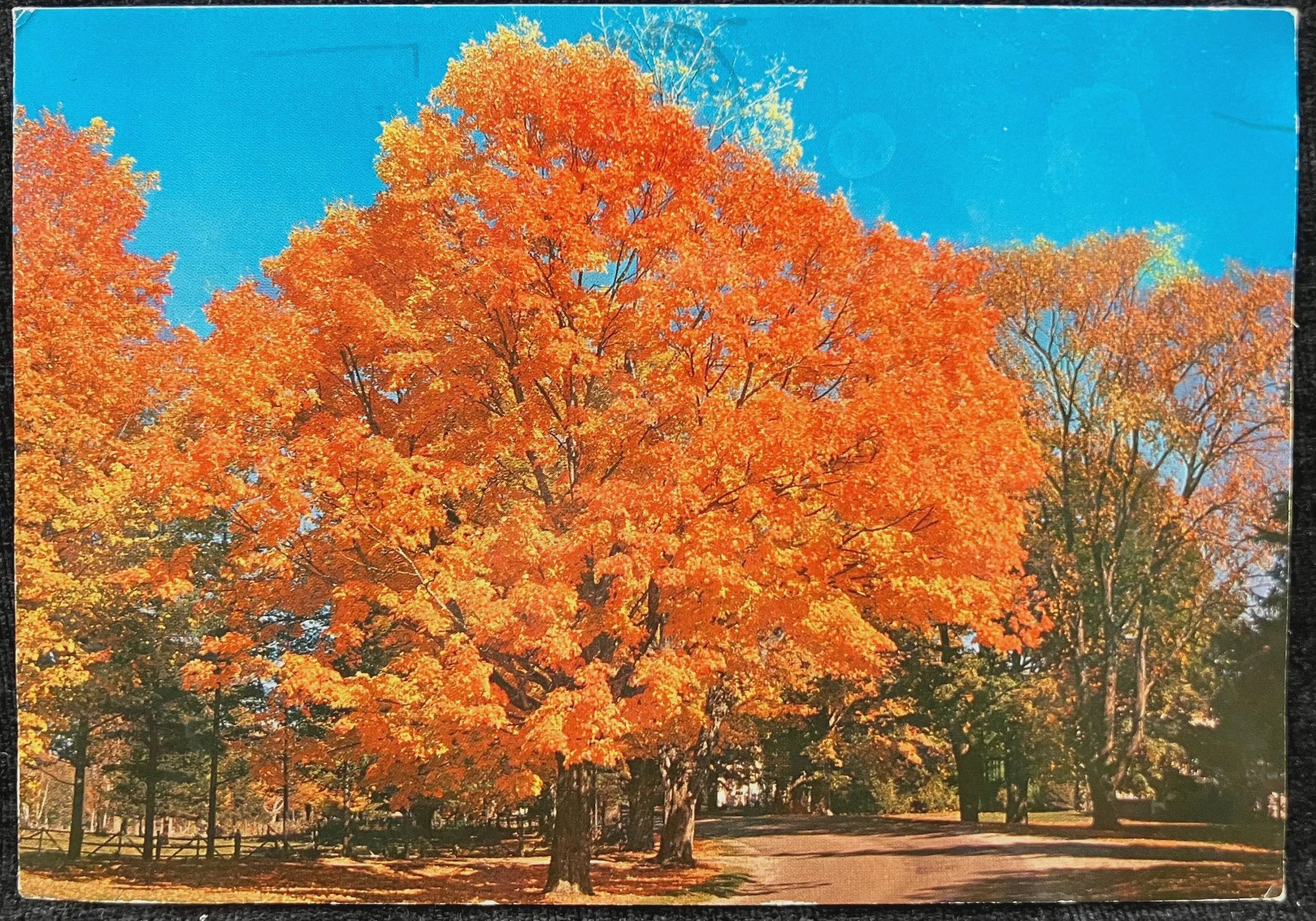 Autumn Foliage, Michigan - Photo: Frank L. Forward - Vintage Postcard