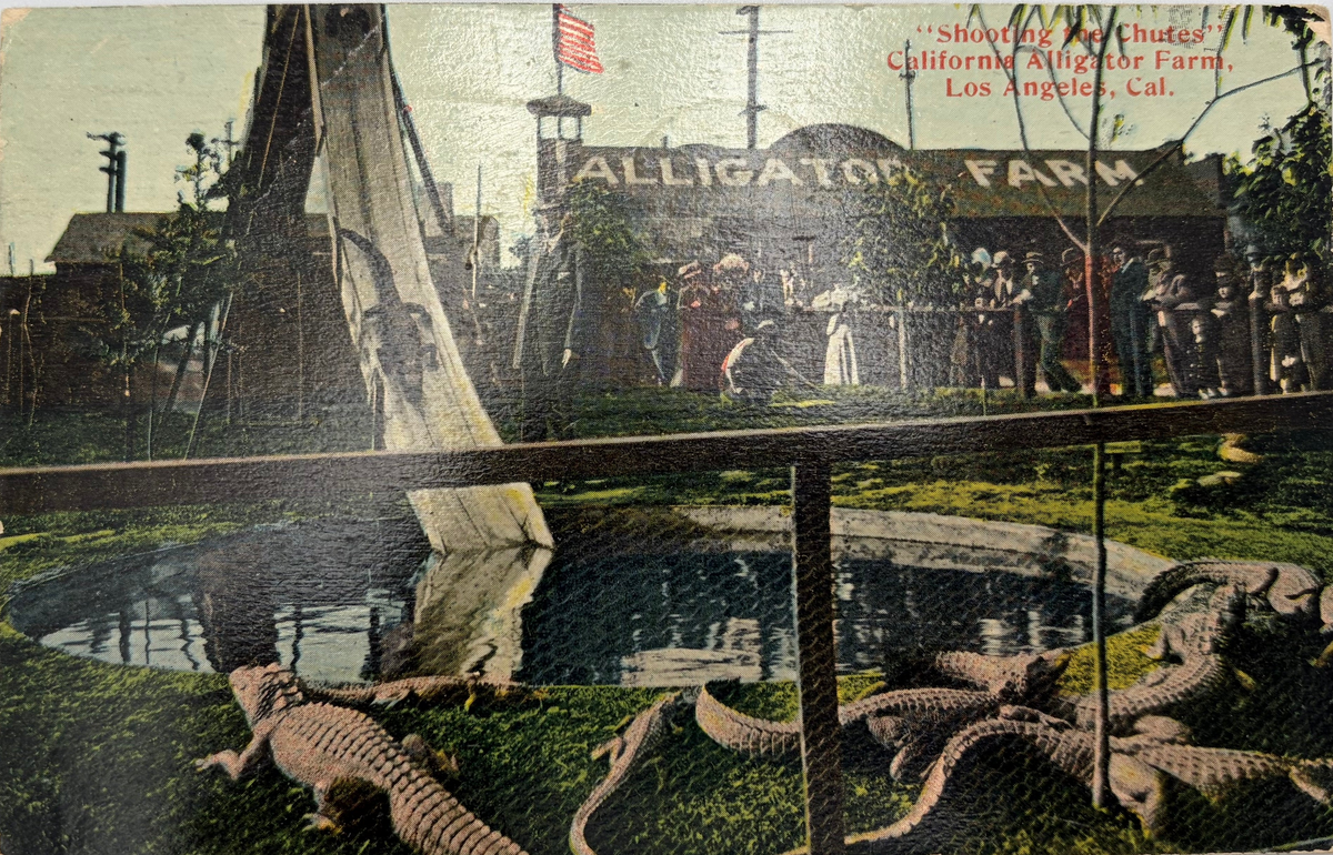 Los Angeles Alligator Farm - 1913 Theme Park Postcard - Special Postmark
