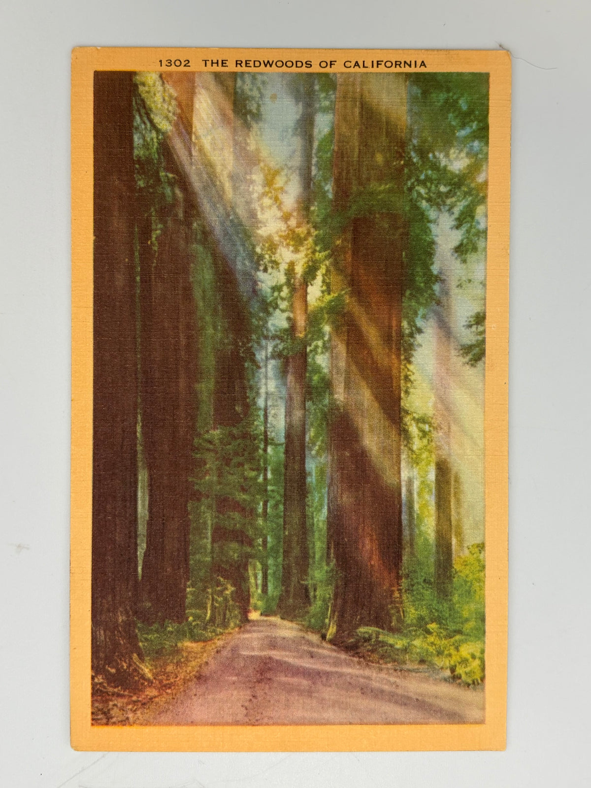 A vintage postcard depicting a sunlit forest path lined with giant redwood trees, with the text '1302 THE REDWOODS OF CALIFORNIA' printed at the top. The card has a warm yellow border and is photographed against a light neutral background.