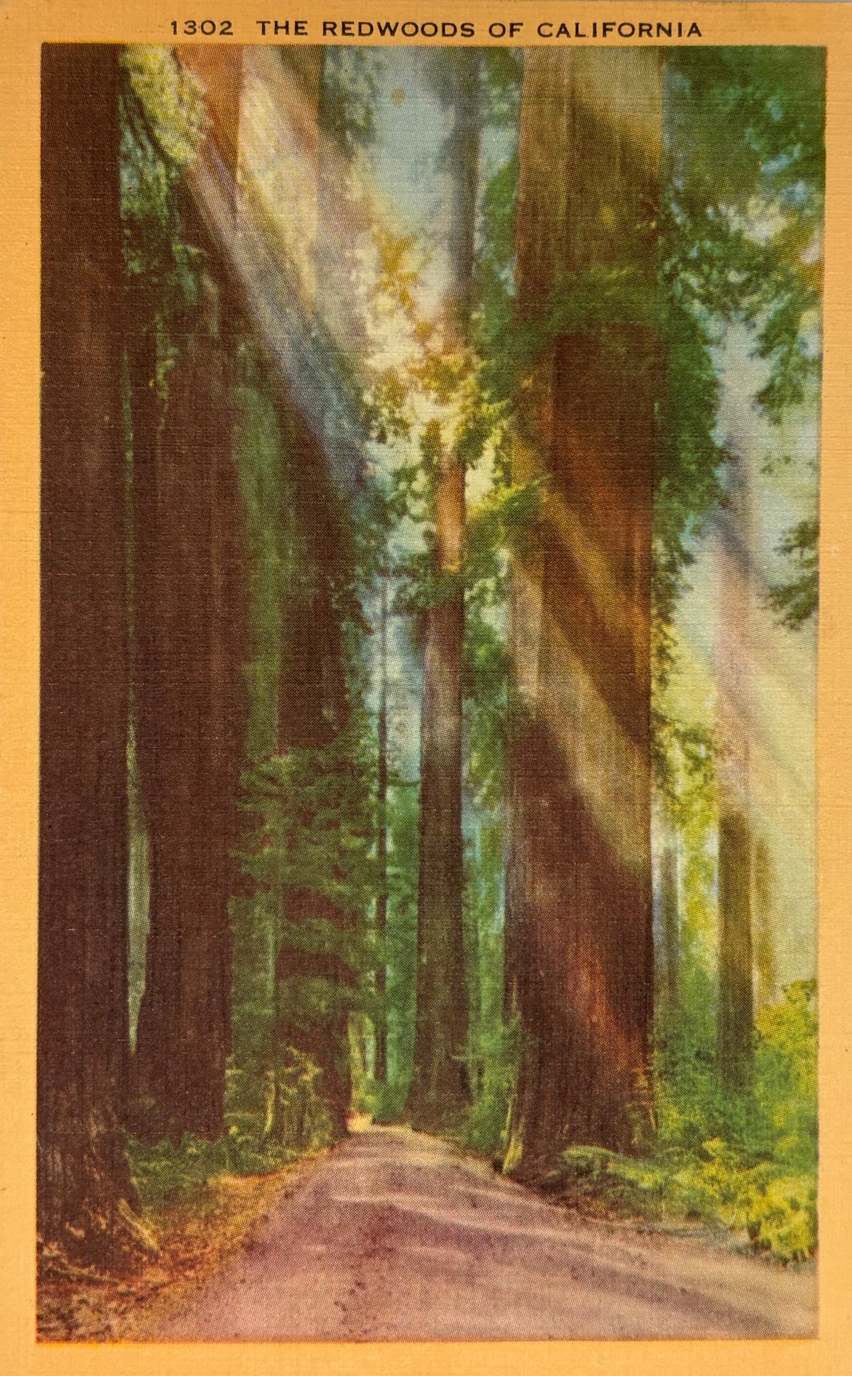 A vintage postcard depicting a sunlit forest path lined with giant redwood trees, with the text '1302 THE REDWOODS OF CALIFORNIA' printed at the top. The card has a warm yellow border.