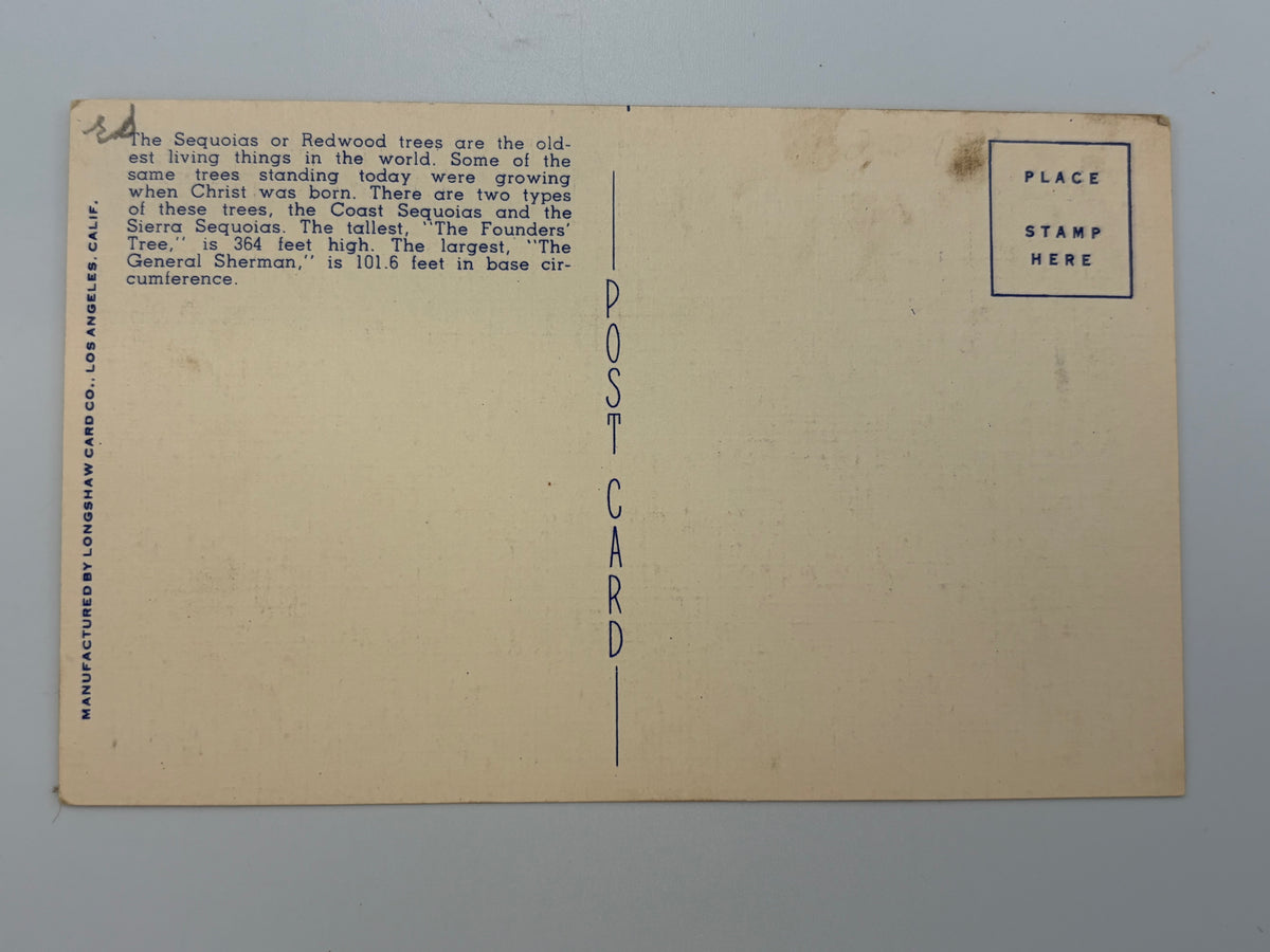 A vintage postcard showing the back side with printed text about sequoia trees, a 'POST CARD' label, and a 'PLACE STAMP HERE' box, photographed against a light background.