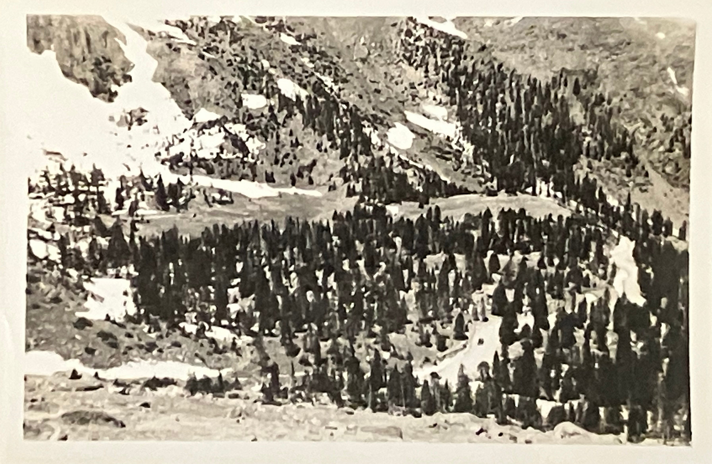 A black and white landscape photograph of a mountain slope covered in dense evergreen trees, with patches of snow and rocky terrain.