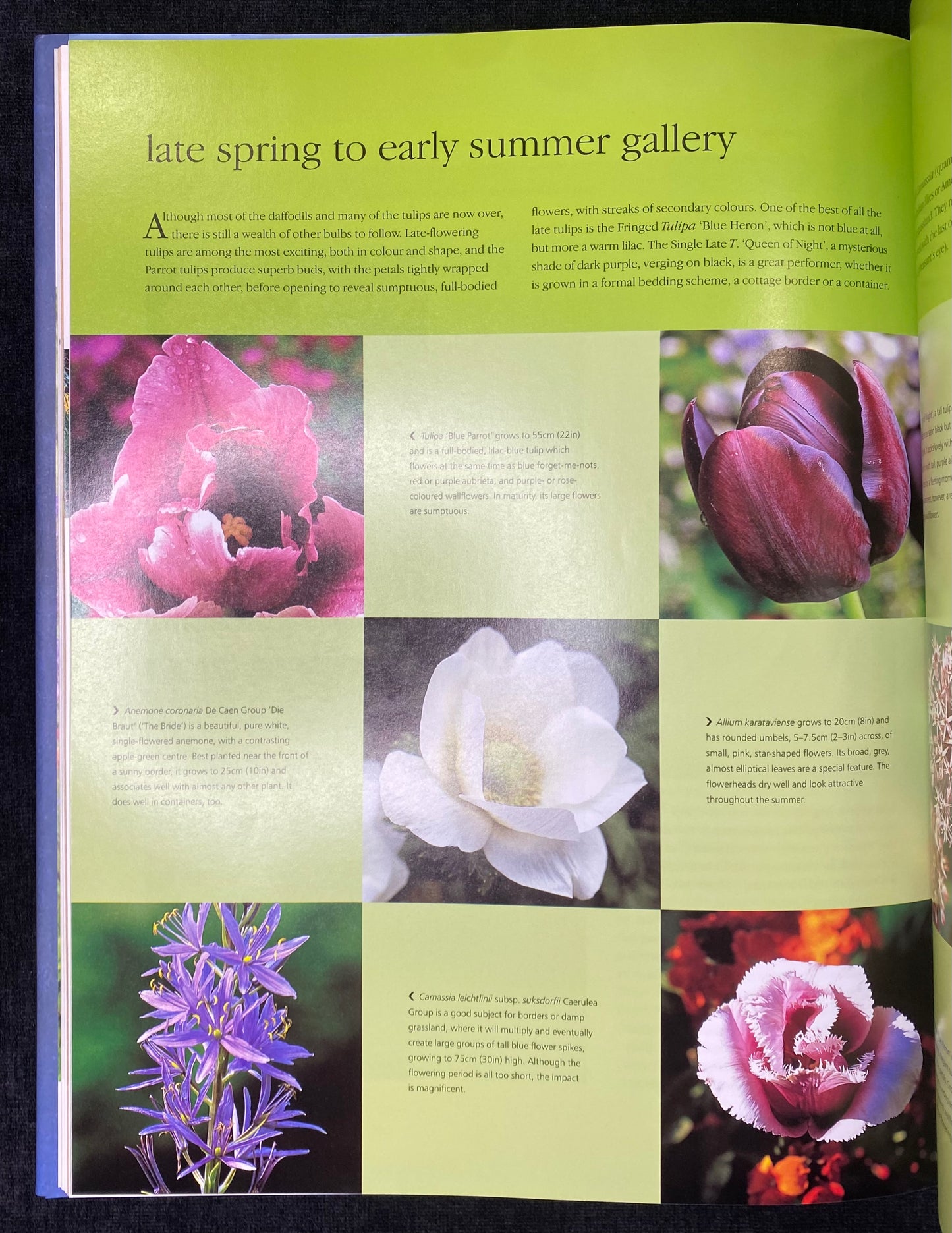 Bulbs for all seasons by Kathy Brown - 1st Edition - Aness Press 2000