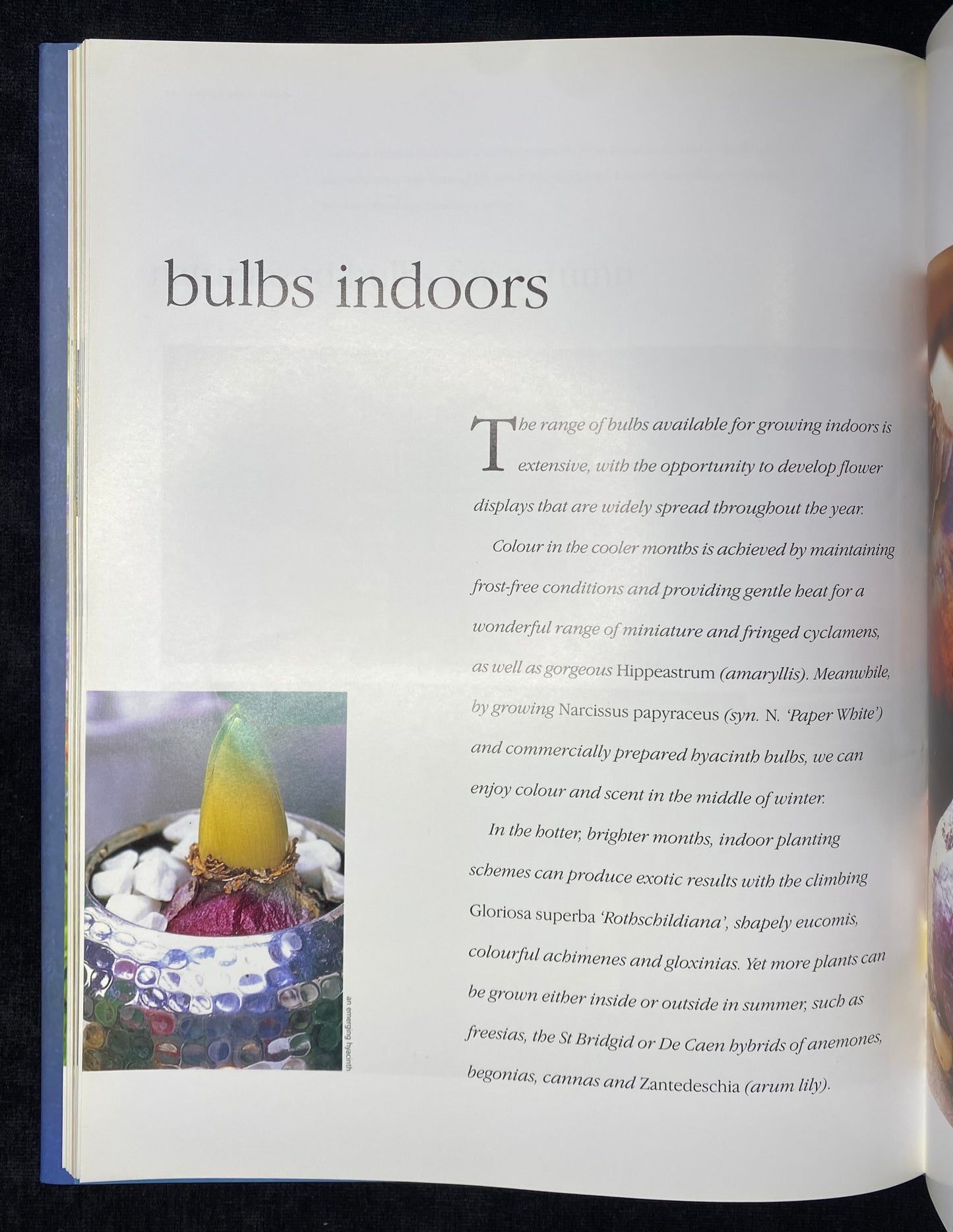 Bulbs for all seasons by Kathy Brown - 1st Edition - Aness Press 2000