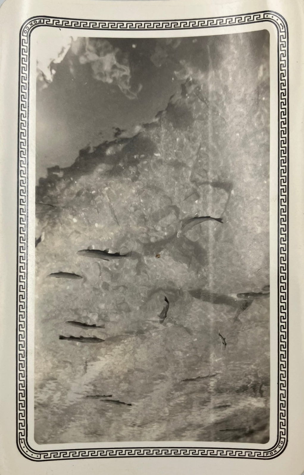 School of Fish in a Stream - 1930s B&W Photograph